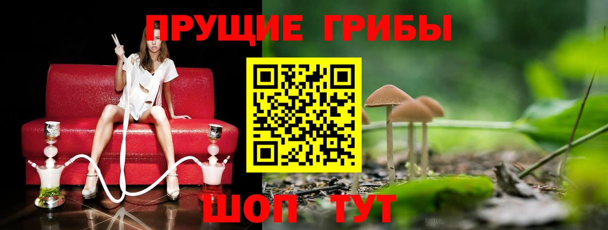 Осинники  Псилоцибиновые грибы MAGIC MUSHROOMS  Вход с VPN 
